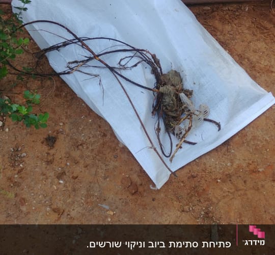 שורשים ופסולת על בד לבן על הקרקע
